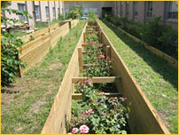 ICRE-Roosevelt, Garden